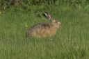 088_hare_sideView.jpg