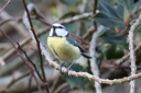 140A0169_BlueTIt_Side-Front_View_Look_up.JPG