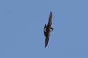 140A0202_HouseMartin_Hortizontal_front_view.JPG