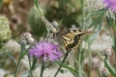 140A0249_SwallowTail_knopurt_sit_below-underneathView.JPG