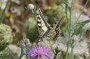 140A0276_SwallowTail_knopurt_standingHight_Tiptoe_below-underneathView.JPG