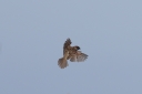 140A0354_TreeSparrow-in-flight_Above_WingSpread.JPG