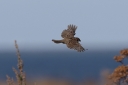 140A0357_TreeSparrow_In-flight_Above.JPG