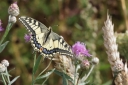 140A0365_SwallowTail_Knopurt_WingSpread_Above-view.JPG