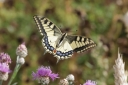 140A0390_SwallowTail_FlyBy_Above_view.JPG