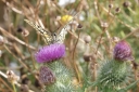 140A0392_SwallowTail_Tidsel_Sit_front-view.JPG