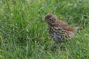 140A1336_SongThrush_Front_SideView_on_Lawn.JPG