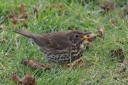140A1469_SongTHrush_On_Lawn_Eat_SIDeView.JPG