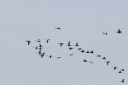 140A2003_CommonEider_Migration_flyBy.JPG