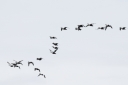 140A2664_CommonEider_migration_flyby.JPG