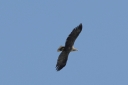 140A4971_WhiteTailedEagle_CloseTo_Adult_Below_Flyby.JPG