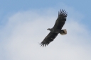 140A4982_WhiteTailedEagle_CloseTO_Adult_Below_Flyby.JPG