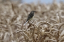 140A5526_YellowWagtail_1Cy_sit_straw_Back-sideView.JPG