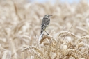 140A5538_YellowWagtail_1Cy_sit_straw_BackView.JPG