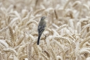 140A5553_YellowWagtail_Male_TransitionPlumage_sit_straw_BackView.JPG