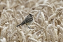 140A5604_YellowWagtail_1Cy_sit_straw_SideView.JPG