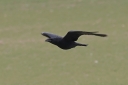 140A5901_Raven_Low_over_ground.JPG