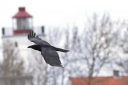 140A5931_Raven_Flyby_Above_LightHouse_Background.JPG