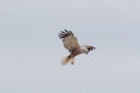 140A971_MarshHarrier_Male_adult_Below_legsDown_Hovering.JPG