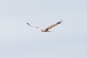 140A9787_MarshHarrier_Male_Adult_HeadOn_frontBiew.JPG