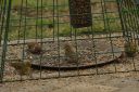 185H1551_TwoSerin_and_Friends_in_Cage.jpg