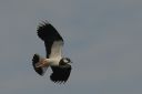 185H2187_lapwing_excited.jpg