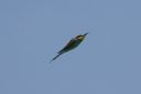 185H2941_BeeEater_SideView_Dart_FlyBy.JPG