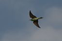 185H3272_BeeEater_flyby.jpg