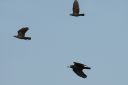 185H3361_Rook_jackdaw_size_compare.jpg