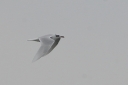 185H4248_Mediterranean_Gull_ad_SideView_and_Above.JPG