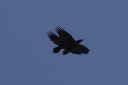 185H4570_Raven_possible-dispaly.jpg