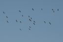 185H4957_Cranes_soaring.jpg