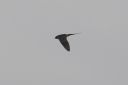 185H5117_RR-swallow_sideView.jpg