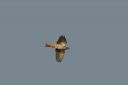 185H6193_Mistlethrush-flyby.jpg