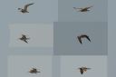 185H6486_Whimbrel_collage.jpg