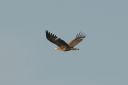 185H6980_Wh-tailed-Eagle_ad_Below_wingMoult.jpg