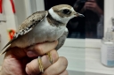 20231004_225329_RingPlover_HenrikJ_Edited.JPG