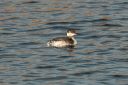 661A7550_HornedGrebe_Wdr_Yagth-harbour_sideView.jpg