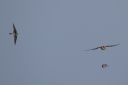 Bee-eater_Swallows_GJj_lahe.jpg