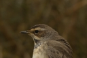 Bluethroat_Gedser_12_04_2026_Cropped.JPG