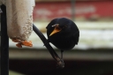 DSCN0457_BlackBird_male_Gap-open_eating.JPG