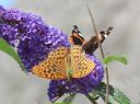 DSCN4876_Butterfly_Kejserkabe_male.JPG