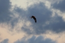 H85A0416_Kite_on_aDramatic_Sky.JPG