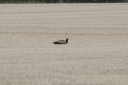 H85A0548_Kite_And_Crow_Wanabe_a-Florican.JPG