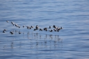 H85A1236Eiders_Migration_FlyBy_edited.JPG