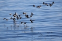 H85A1248_Eider_and_Brent_Migration_FlyBy_Edited~0.JPG