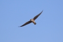 H85A8627_Aftenfalk_Mads_GedserOdde_InFlight-below_WIngLevelled.JPG
