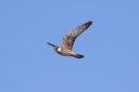 H85A8629_Aftenfalk_Mads_GedserOdde_InFlight-belowWIngsUp.JPG
