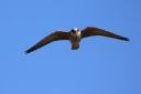H85A8642_Aftenfalk_Mads_GedserOdde_InFlight-HeadOn.JPG