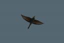 IMGW0623_Bee-eater_flyby.jpg